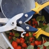 Kada i kako sakupljati divlju ružu za sušenje za zimu